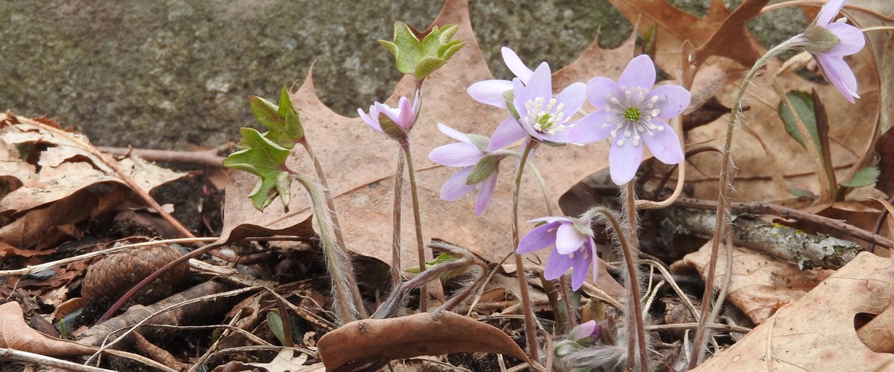 Light purple flowers with yellow centers radiate out from a brown-leafed forest floor.