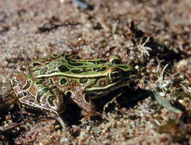 a green and brown frog with black spots, sits on sand a green and brown frog with black spots, sits on sand