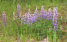 Purple and white pea like flowers above palmate leaves