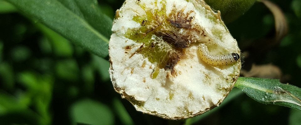 A black-headed caterpillar inside a gall.