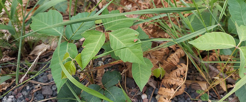 Green leaves of various grasses and plants.