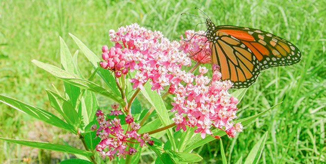 An orange monarch butterfly sits on a pink milkweed flower. An orange monarch butterfly sits on a pink milkweed flower.