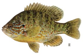 A Round fish with colorful markings including a yellow-orange belly A Round fish with colorful markings including a yellow-orange belly