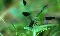 A damselfly, landed on a green leaf. The wings a black tipped and the body is a shiny green. A damselfly, landed on a green leaf. The wings a black tipped and the body is a shiny green.