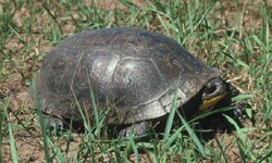 A dark domed shell covers a turtle with an orange chin A dark domed shell covers a turtle with an orange chin