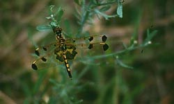 A yellowish dragonfly with black on its wingtips and near the body A yellowish dragonfly with black on its wingtips and near the body
