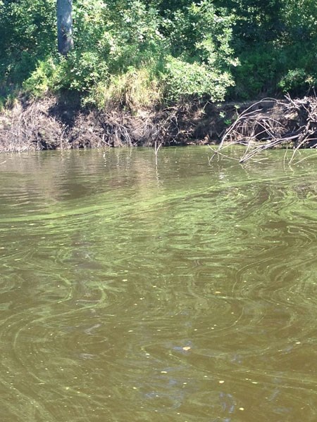 green scum floats on water surface near shore