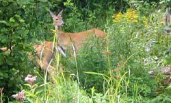 Two female deer in tall vegetation Two female deer in tall vegetation