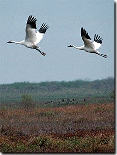 Two birds flying over scrublands.
