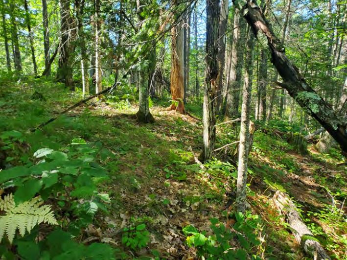 Sunlight breaks through a lush green pine forest and highlights the understory plants.