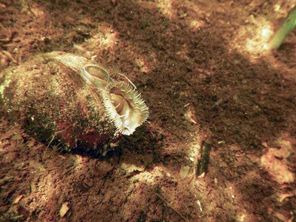 Freshwater mussel Image of a freshwater mussel showing siphons.