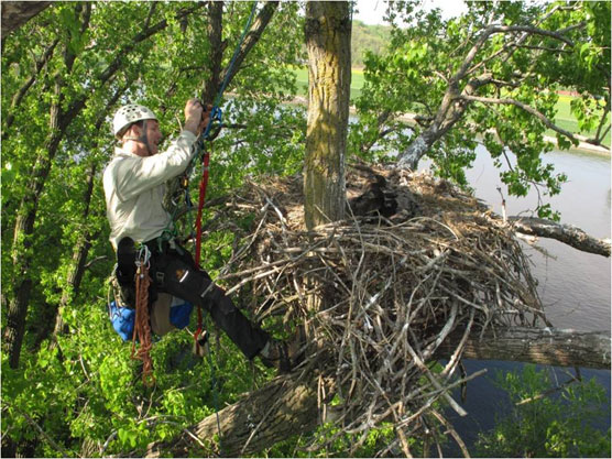 A man hangs by webbing from a tree next to a large stick nest