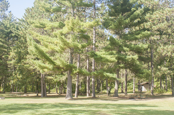 Campsites under tall pine trees.