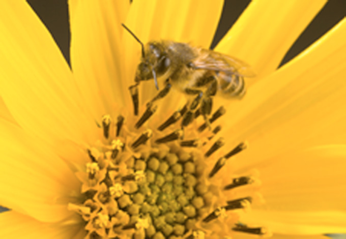 honey bee on yellow petal flower