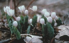 White petaled flowers protected by a rounded green leaf emerge in early spring White petaled flowers protected by a rounded green leaf emerge in early spring