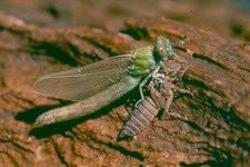 adult dragonfly emerges from shell of aquatic insect it once was