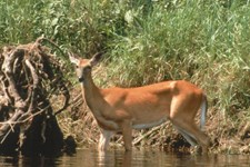 Wading deer
