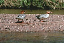 mergansers on a gravel bar