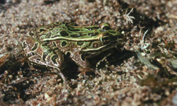 A green and brown frog with black spots sitting on the sand
