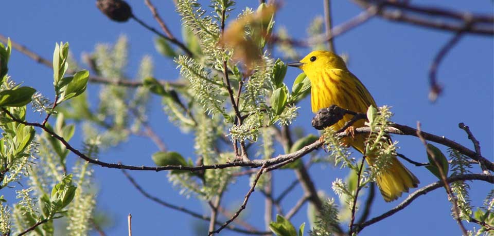 Yellow warbler A yellow warbler sits in a tree in spring.