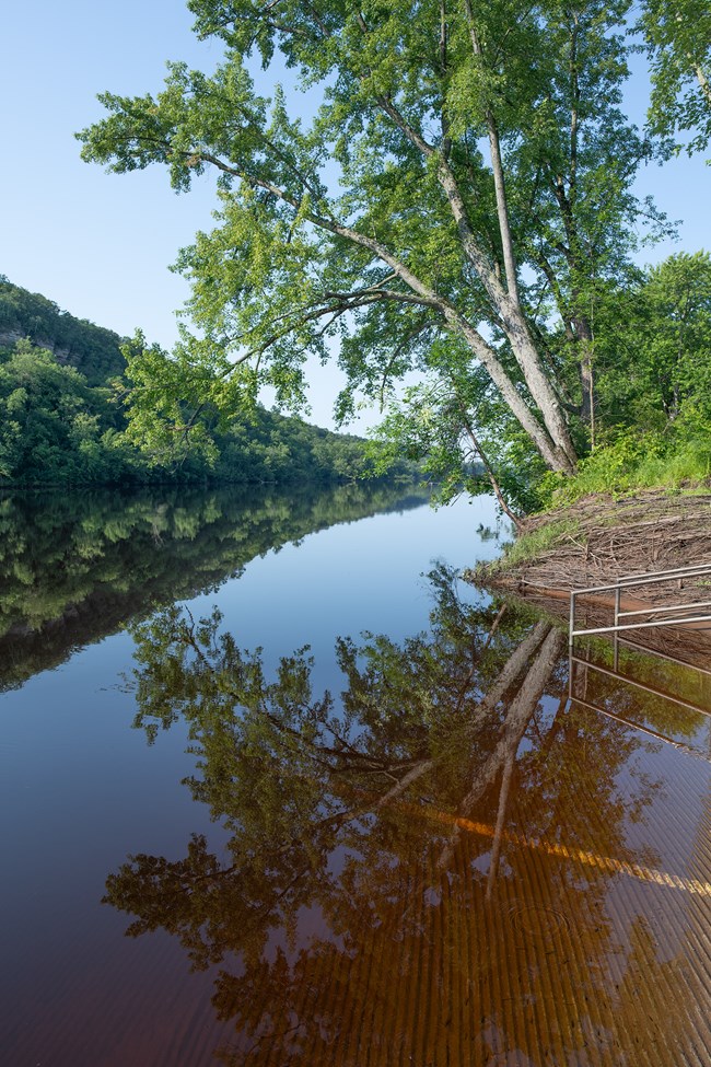 A silver maple hangs in a half circle over a calm river. Its reflection completes the circle. A concrete boat ramp fades into the water below.