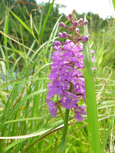 Purple Fringed Orchid