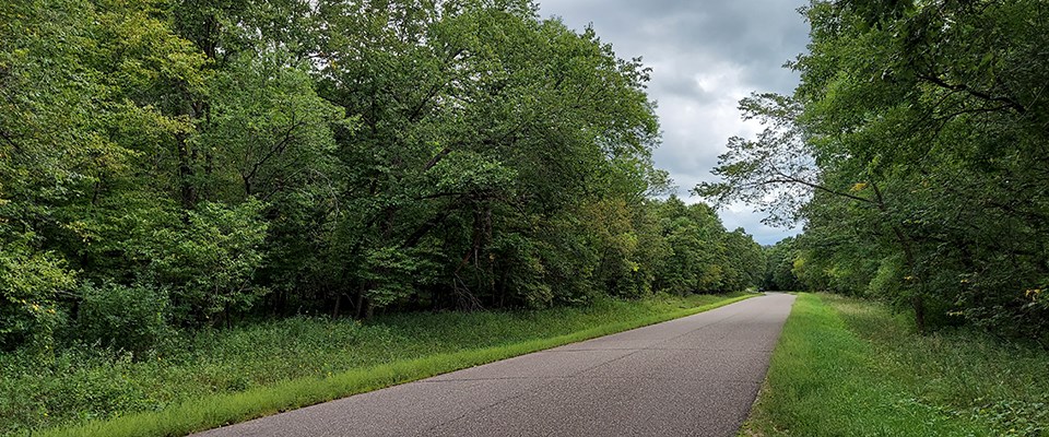 A black asphalt paved road leads straight in the distance with green forest along its edges.