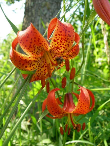 Turk's Cap Lily