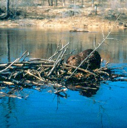 brown, roundish furry animal is chewing on small tree branches in the river