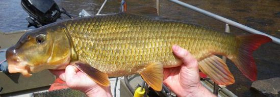 The bright colors of a redhorse sucker are seen held in the hands of a fisherman. NPS Photo.