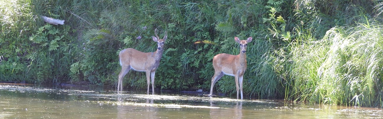 A buck and doe white-tailed deer stand along a river's edge. Green vegetation in the background.
