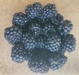 blackberries
