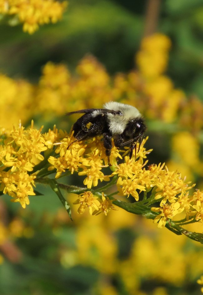 Bumblebee visiting flower