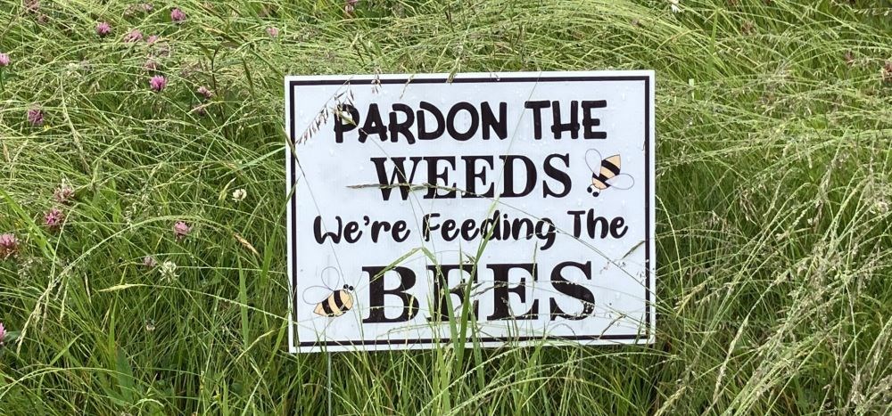 Feed the Bees