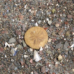 A round sand dollar on small rocks
