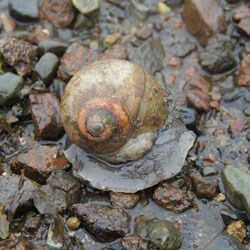 a snail on the rocks