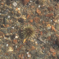 a spikey light green round creature in the water