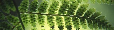 Close-up view of fern leaf.