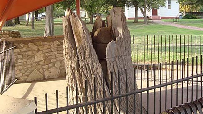 A large old tree stump behind a fence.