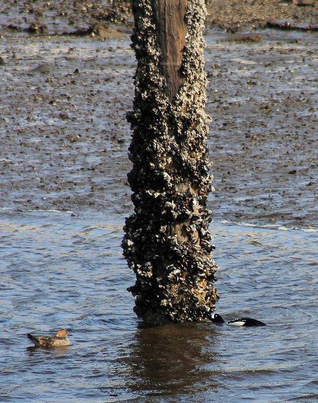 Mussels on Pilings