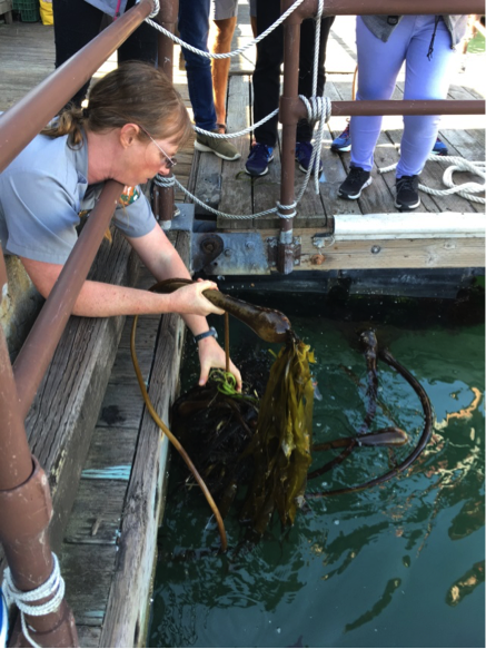 Ranger Rejane Butler showing an invasive species of kelp at the small boats docks of Hyde Street Pier