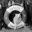 A white dog sitting behind and straddling a ship life ring.
