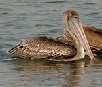 A brown pelican floating on the water.