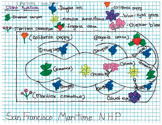 Drawing on graph paper of a proposed design for a native plant garden.