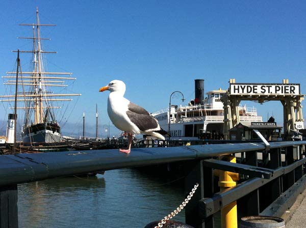 A western gull sitting on a railing at Hyde Street Pier.