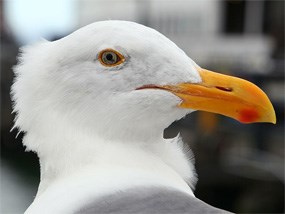 A close-up of the head of a western gull.