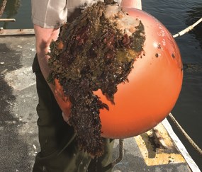 Sea lettuce and red algae growing on a large, round orange mooring float.