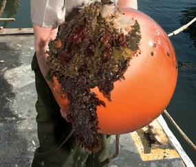 Sea lettuce (green) and red algae growing on a mooring buoy near Hyde Street Pier.