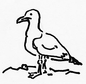 A black and white line drawing of a seagull by Inga Wessels. A black and white line drawing of a seagull by Inga Wessels.