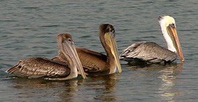 Three brown pelicans floating on the water. Three brown pelicans floating on the water.